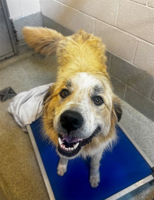 Big John - Great Pyrenees