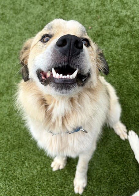 Big John - Great Pyrenees