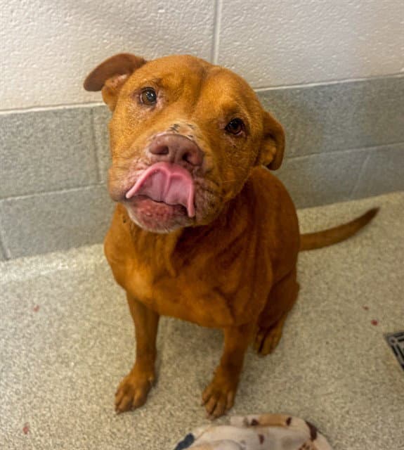 Carrie - Pit Bull Terrier
