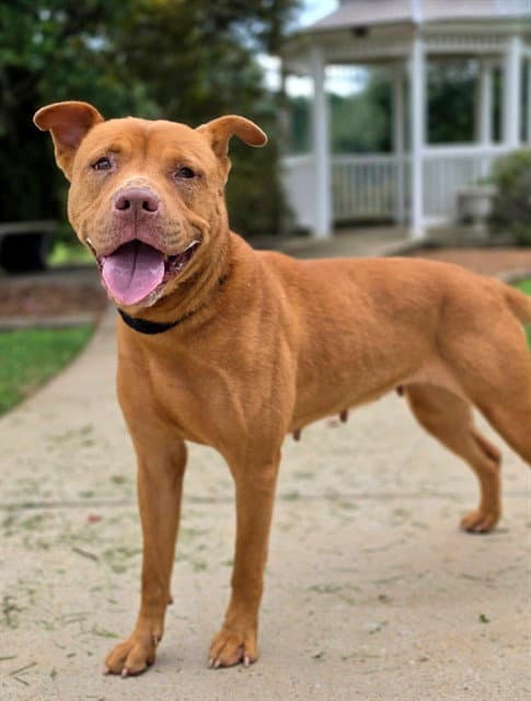 Carrie - Pit Bull Terrier