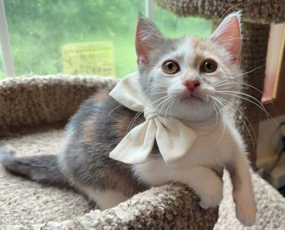 Peach Fizz - Domestic Short Hair