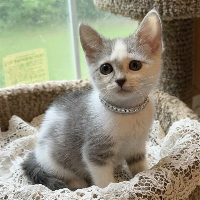 Glitterstorm - Domestic Short Hair