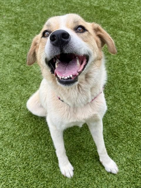 Sandy - Great Pyrenees