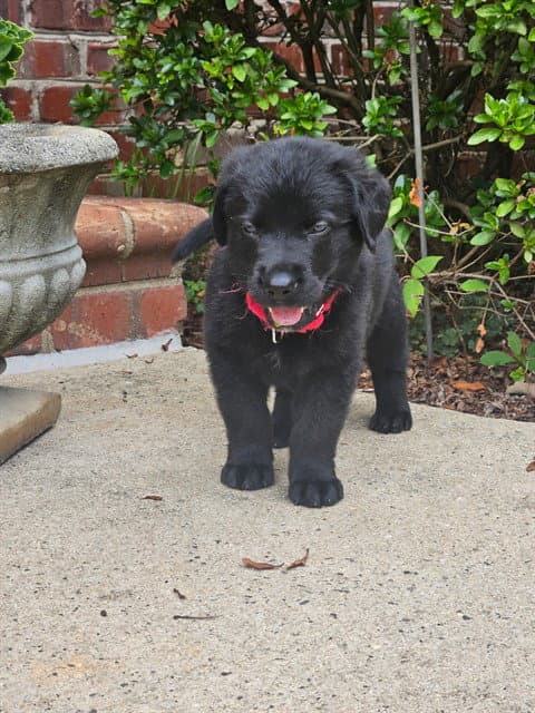 Ace - Labrador Retriever