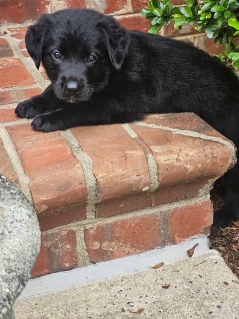 Maverick - Labrador Retriever