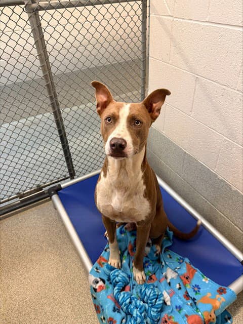 Leroy - Pit Bull Terrier