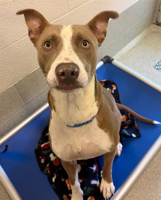 Leroy - Pit Bull Terrier