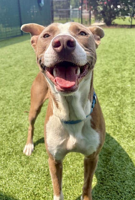 Leroy - Pit Bull Terrier