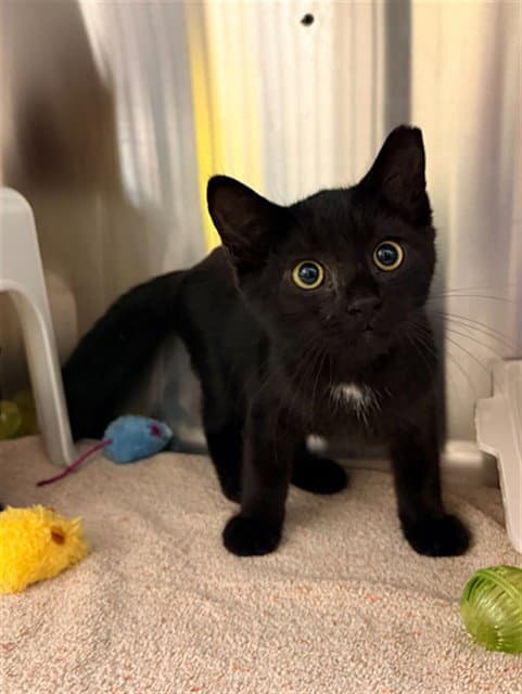 Edward Scissorhands - Domestic Short Hair
