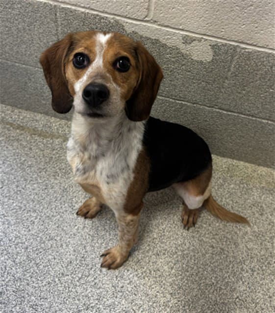 Sicily - Beagle
