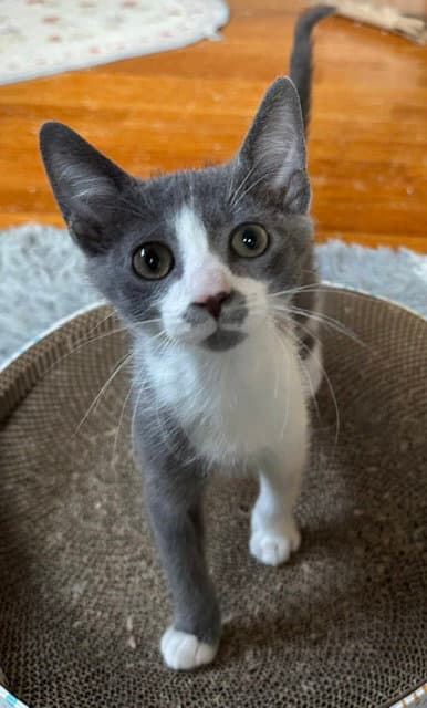 Bartman - Domestic Short Hair