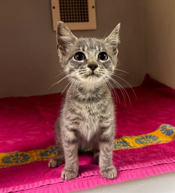 Apple Dumpling - Domestic Short Hair
