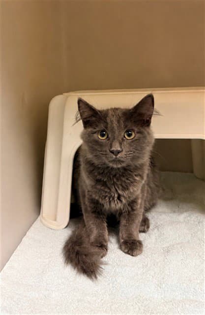 Jeepers - Domestic Medium Hair