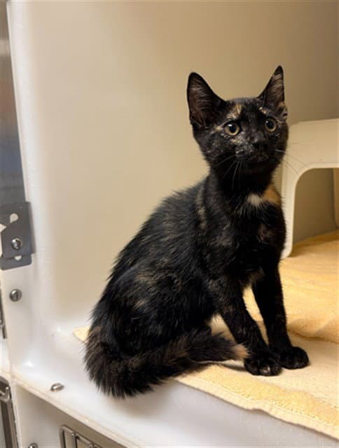 Annabelle - Domestic Short Hair