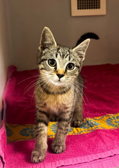 Plum Pudding - Domestic Short Hair