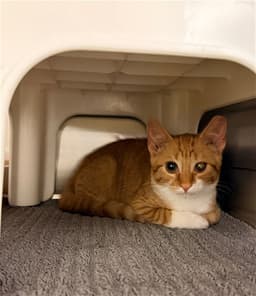 Diego image 1
