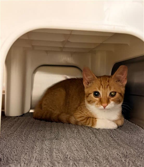 Diego - Domestic Short Hair