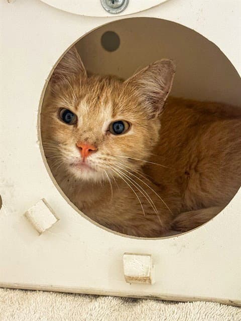 Sunny - Domestic Medium Hair