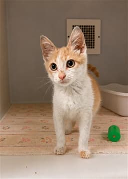 Creamsicle image 1