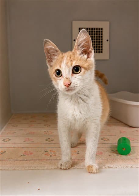 Creamsicle - Domestic Short Hair