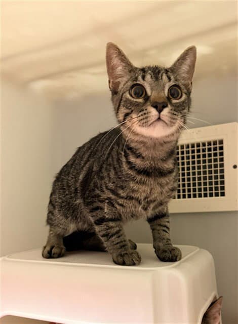Parker - Domestic Short Hair