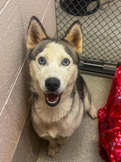 Millie - Siberian Husky
