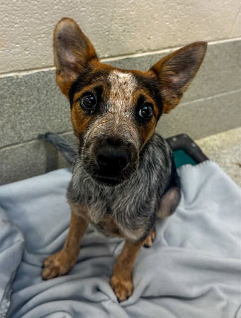 Jonah - Australian Cattle Dog/Blue Heeler