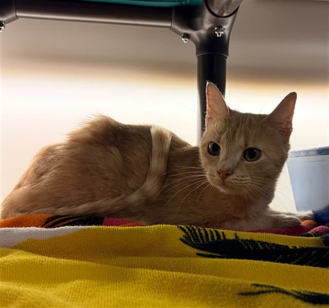 Sunny - Domestic Short Hair