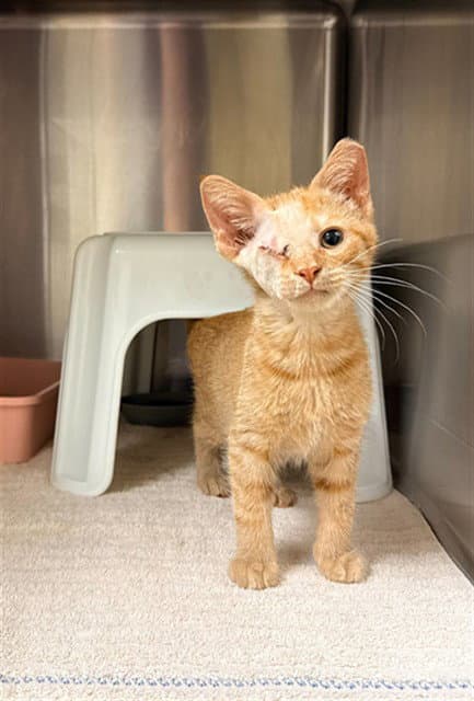 One-Eyed Jack - Domestic Short Hair