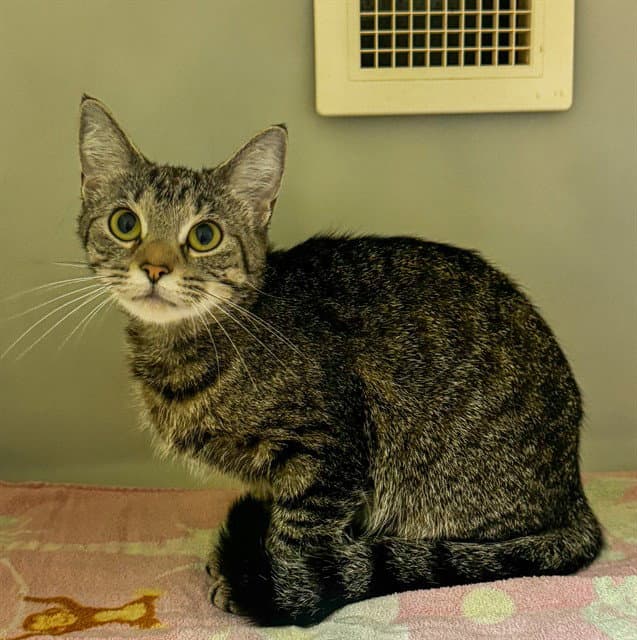 Sweetie - Domestic Short Hair