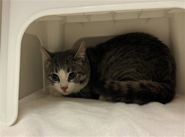 Tj - Domestic Short Hair