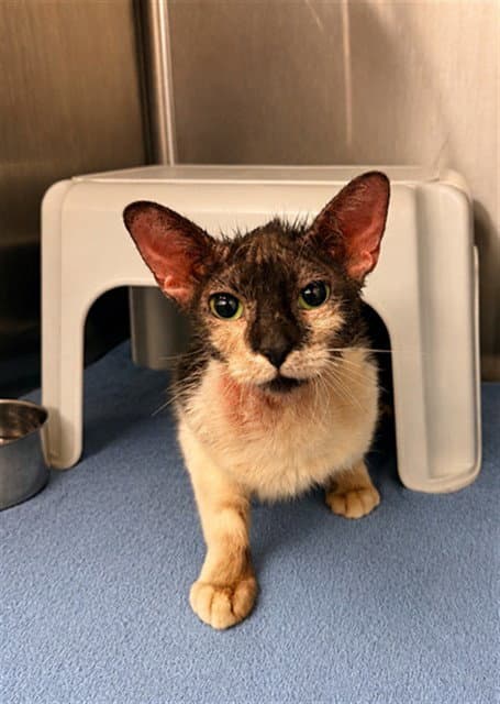 Jim Jam - Domestic Short Hair