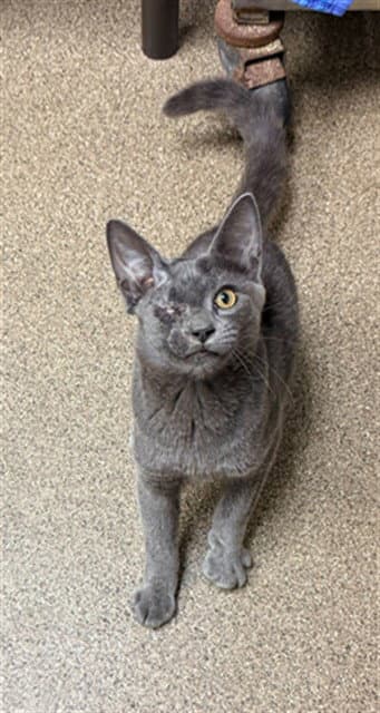 Kingston - Domestic Short Hair