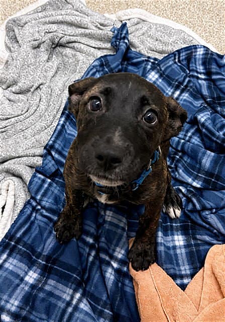Jane - Pit Bull Terrier
