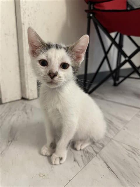 Merlin - Domestic Short Hair