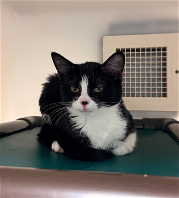 Berlioz - Domestic Short Hair