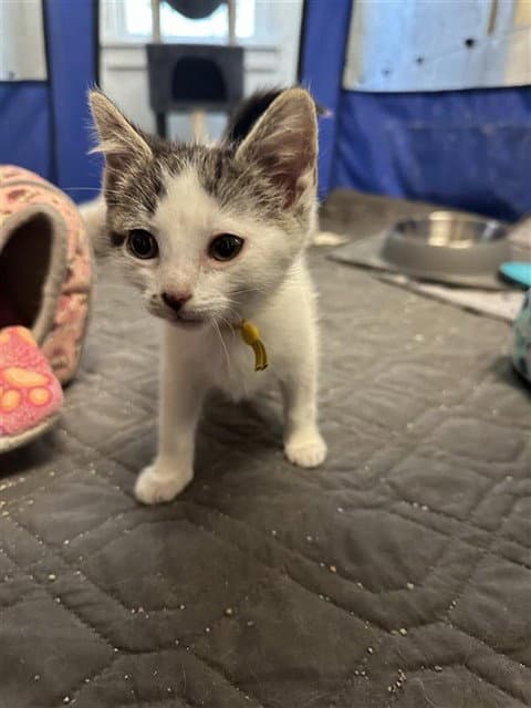 Minerva - Domestic Short Hair