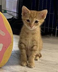Blonde Ambition - Domestic Short Hair