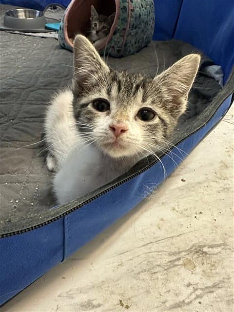 Tabatha - Domestic Short Hair
