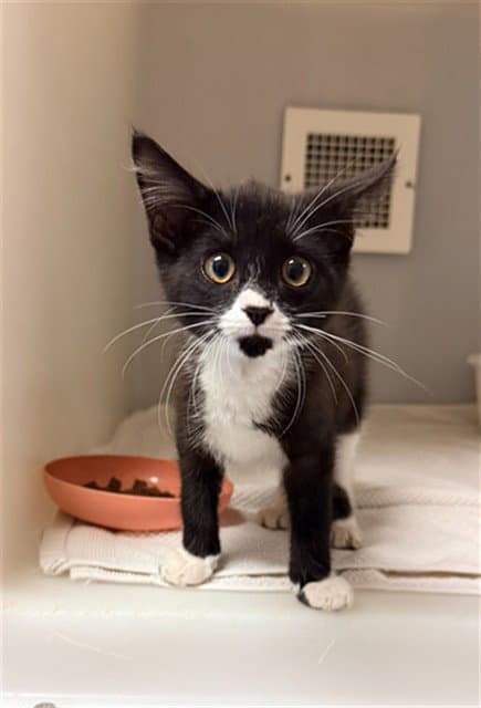 Ollie - Domestic Short Hair