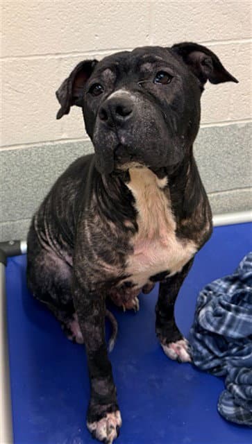 Elphaba - Pit Bull Terrier