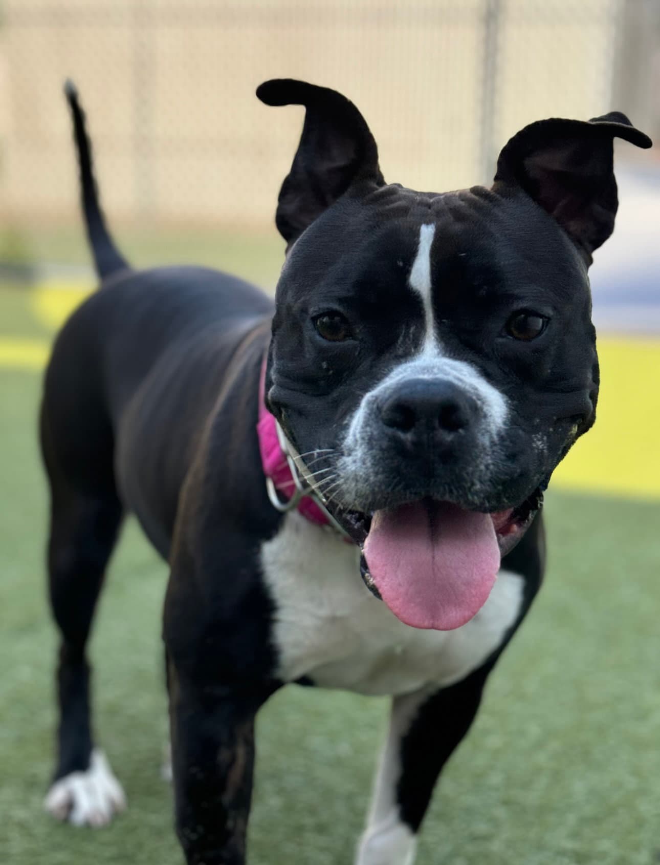 Junebug - American Staffordshire Terrier