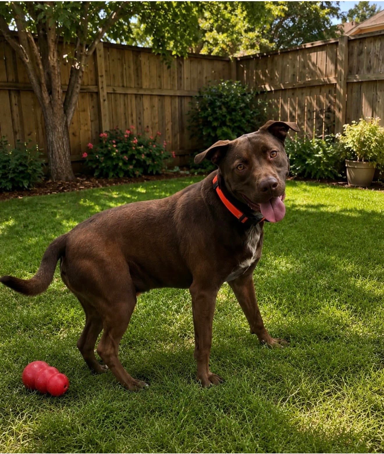 Choco - Labrador Retriever