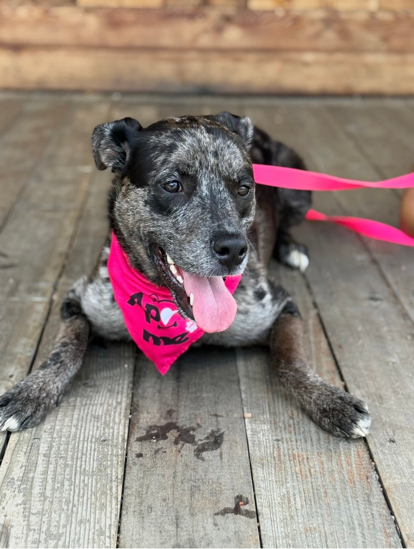 Stella - Catahoula Leopard Dog