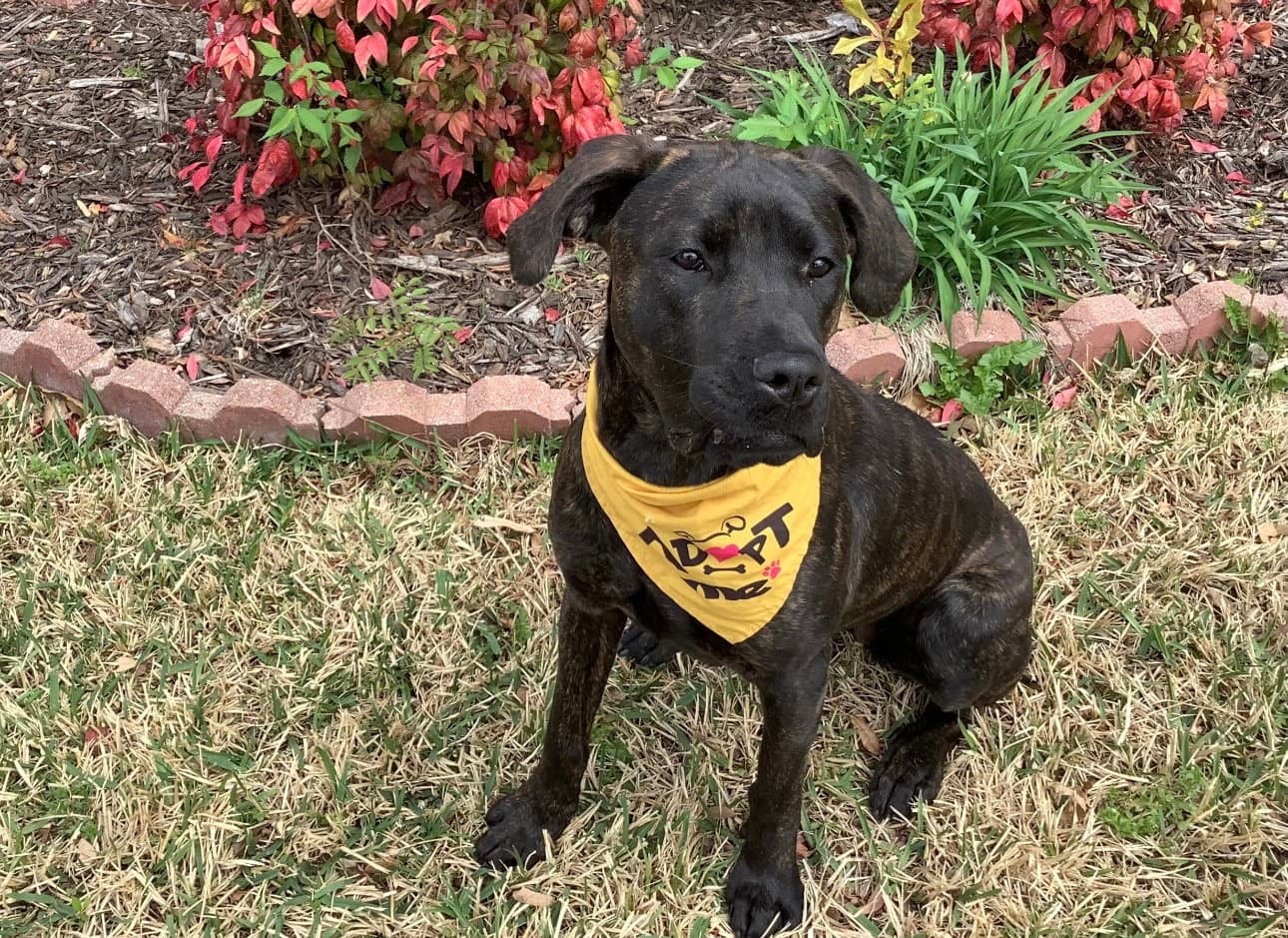 Phoenix - Cane Corso Mastiff