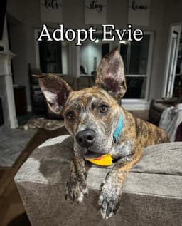 Evie image 1