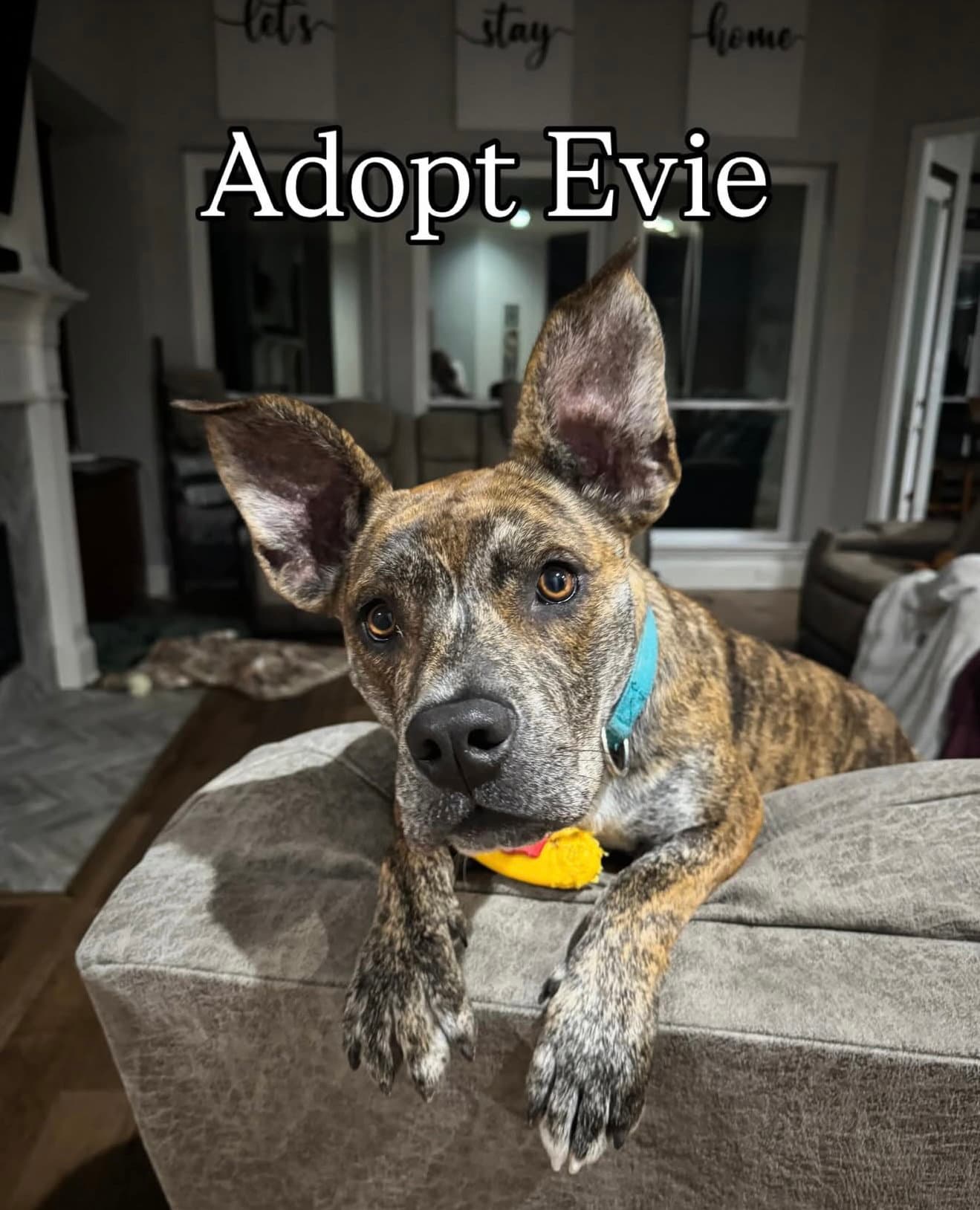 Evie - Terrier