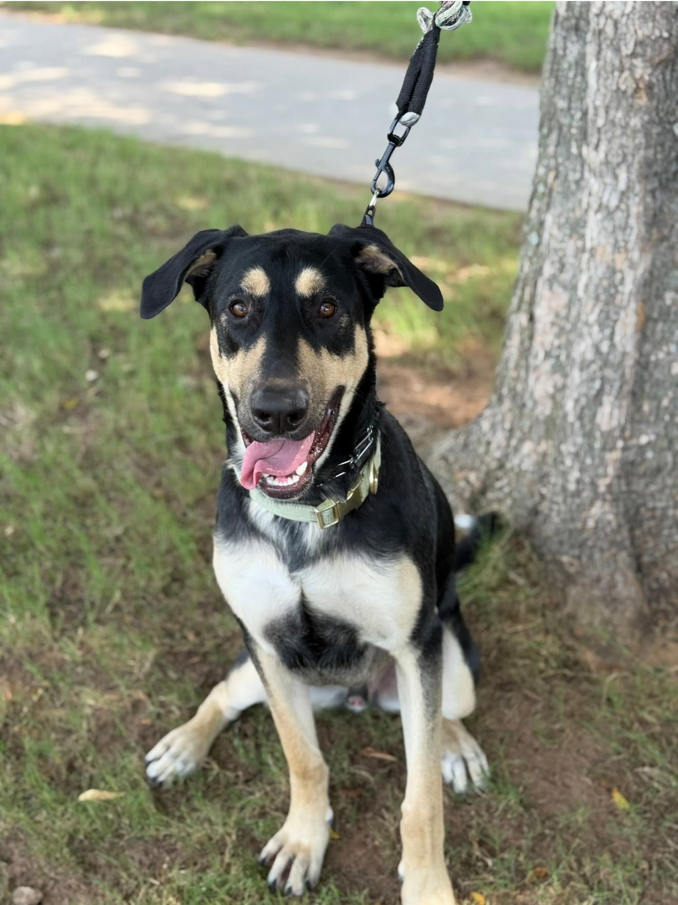 Ryker - German Shepherd Dog