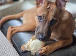 Biscuit image 1