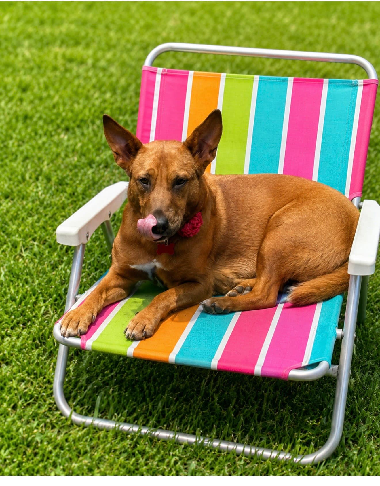 Cinnamon - Shepherd